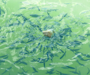 Fototapeta na wymiar Fish in the green river