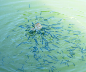 Fototapeta na wymiar Fish in the green river