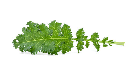 Creative layout made of kale on white background