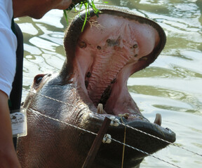 The hippopotamus opened his mouth and asks for food