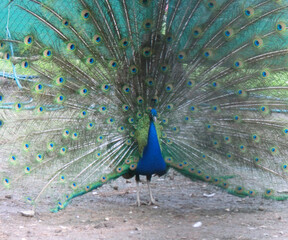 Obraz premium Peacock with an open tail