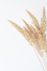 Dry reed grass close-up against white wall. Minimal floral background in neutral colors. Copy space.