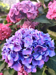 Close-up purple and blue flower with a stone wall at the background