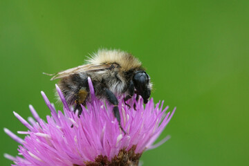 Close up of a worker of the common carder bee, Bombus pascuorum on knapwood