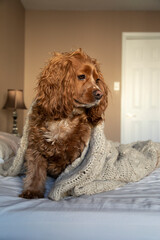 Cocker spaniel dog wearing a woollen beige blanket.  He is in a bedroom.