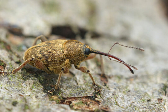Close up of a the small nut weevil, Curculio nucum with a very long snout, on wood 