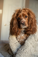 Cocker spaniel dog wearing a woollen beige blanket.  He is in a bedroom.