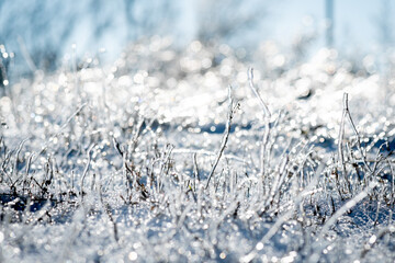 natural grass ice sculptures illuminated by the sun