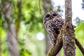 Barred Owl in a Branch