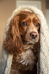 Cocker spaniel dog wearing a woollen beige blanket.  He is in a bedroom.