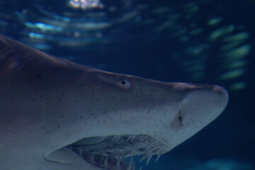 Naklejka premium Shark Face Close Up