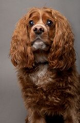 Studio portrait of a cocker spaniel dog with a funny expression. This expression is from anticipating a treat. 