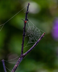 dragonfly on a branch