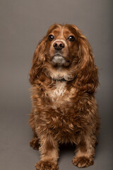Studio portrait of a cocker spaniel dog. He is sitting and the background is grey.