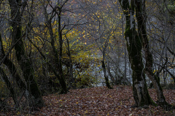 Fototapeta premium Amazing view with colorful autumn forest with asphalt mountain road at sunset.