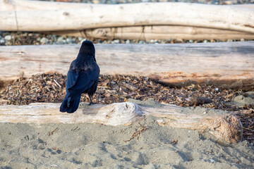 Crow siting walking on a drift log on a beach