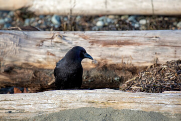 Crow siting walking on a drift log on a beach