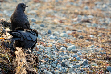Couple of crows feeding walking on a rocky beach