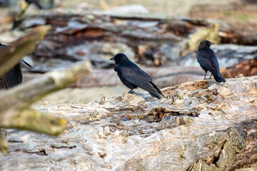 Crow siting walking on a drift log on a beach