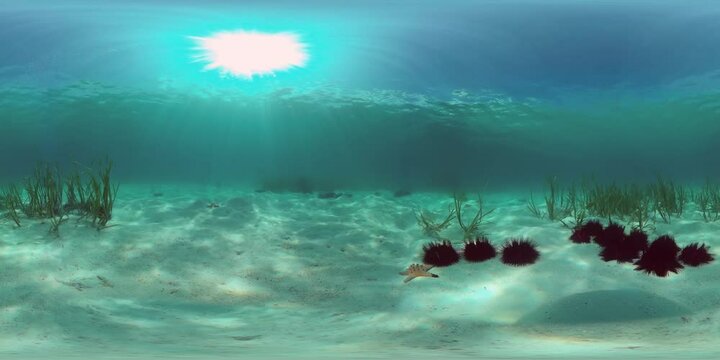 A colony of black sea urchins on the sandy bottom. Sea urchin Echinothrix diadema, commonly called diadema. 360VR Video.