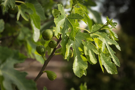 Close up view of a green fig tree with some fig growing in the branches