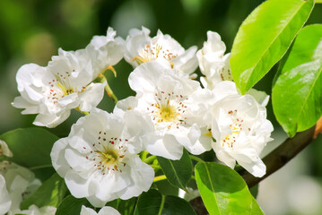 Spring blooming apple tree. Beautiful Apple flowers with white petals bloom in garden. Malus domestica, horticulture, fruit trees, close-up, flower background