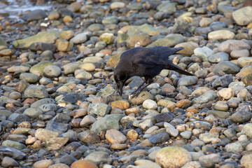 crow feeding walking on rocky beach