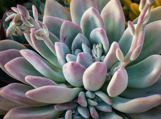 Colorful Succulent with shades of pink and green