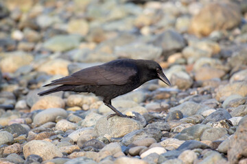 Crow on a rocky beach feeding
