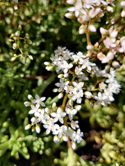 A bush of white flowers in the nature outside in a sunny day
