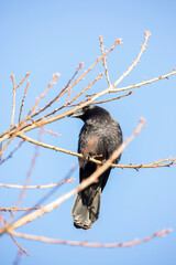 Crow perched on a branch 