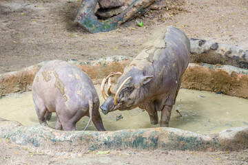 Obraz premium a male Buru babirusa touches female's ass to check Estrous cycle. It is a wild pig-like animal native to the Indonesian islands of Buru, also called deer-pigs. It is notable for the long upper canines