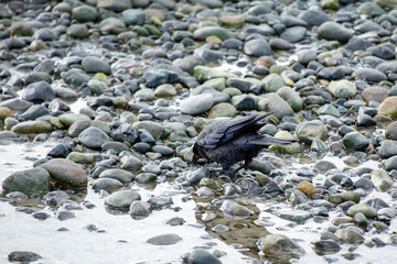 Crow feeding on a rocky beach