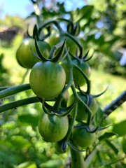 A branch of red tomatoes cherry in the garden during a sunny day. Sunlight in falling on red tomatoes.