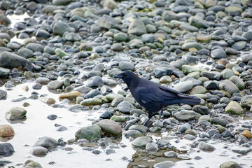 Crow feeding on a rocky beach