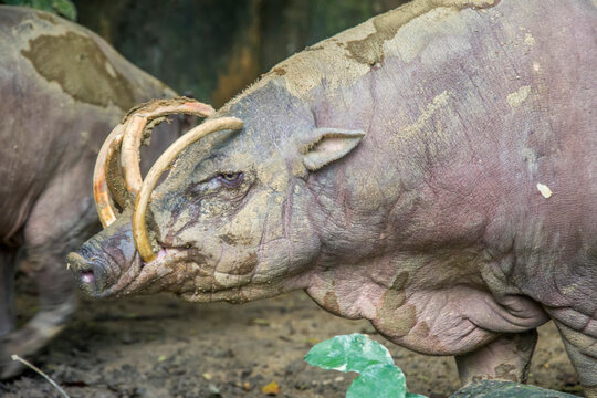 a male Buru babirusa stands alone. It is a wild pig-like animal native to the Indonesian islands of Buru, also called deer-pigs.
Babirusa are notable for the long upper canines in the males. 