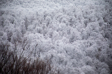 Winter trees in mountains covered with fresh snow. Beautiful landscape with branches of trees covered in snow. Mountain road in Caucasus. Azerbaijan