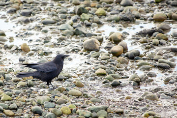 Fototapeta premium Crow feeding on a rocky beach