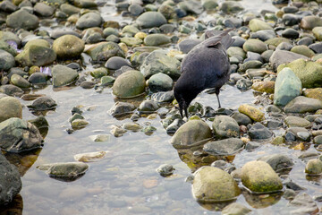 Crow feeding on a rocky beach