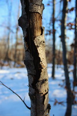 Cracked bark on a tree in the woods in winter.