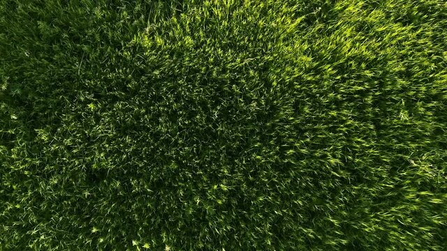 The green grass sways in the wind