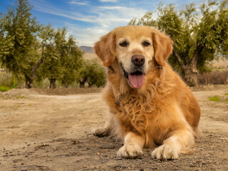 Golden Retriever, a friendly dog. High quality photo.