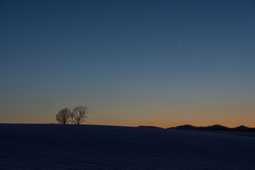 Fototapeta na wymiar 美しい冬の夕暮の空と冬木立　美瑛町 
