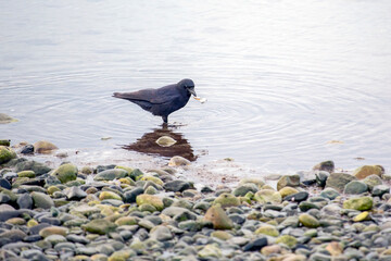 Crow feeding on a rocky beach
