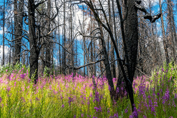 Fireweed renews burned Okanogan Forest