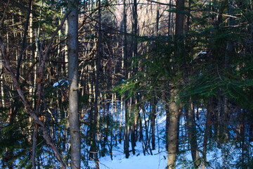 Trees in the woods. Randomly photographed trees in the forest in winter where there is snow on the ground.
