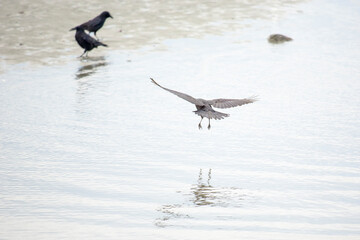 Crows flying and walking on beach