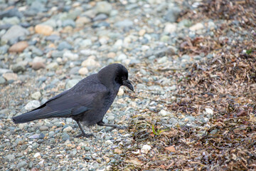Crow feeding on a rocky beach