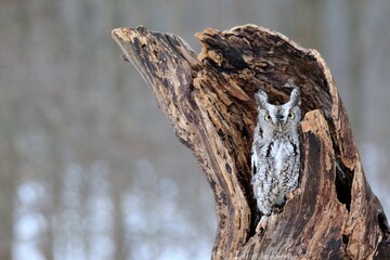 eastern screech owl
