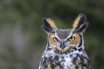 great horned owl portrait